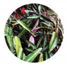 DwarfGiantFarm 100Pcs A Set Stromanthe sanguineaSond Seed ProQgf