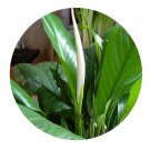DwarfGiantFarm 100Pcs A Set White Spathiphyllum floribundum Seed ProQgf