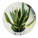 DwarfGiantFarm 100Pcs A Set Sansevieria trifasciata Seed ProQgf