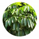 DwarfGiantFarm 100Pcs A Set Schefflera macorostachya Seed  ProQgf