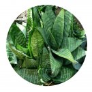 DwarfGiantFarm 100Pcs A Set Sansevieria trifasciata var. harnii Seed  ProQgf