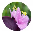 DwarfGiantFarm 100Pcs A Set Setcreasea purpurea Seed  ProQgf