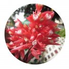 DwarfGiantFarm 100Pcs A Set Red C．rufibara Seed  ProQgf