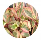 DwarfGiantFarm 100Pcs A Set Red Edge Color Peperomia Scandens Seed   ProQgf