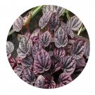 DwarfGiantFarm 100Pcs A Set Red Peperomia caperata Autumn Leaf Seed ProQgf