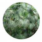 DwarfGiantFarm 100Pcs A Set Rhapis excelsa Seed ProQgf