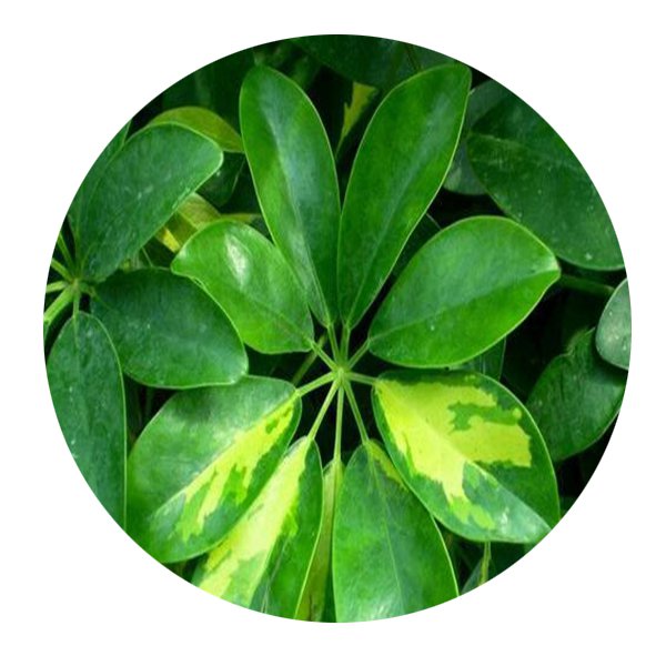 DwarfGiantFarm 100Pcs A Set Schefflera odorata Seed ProQgf