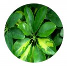 DwarfGiantFarm 100Pcs A Set Schefflera odorata Seed ProQgf