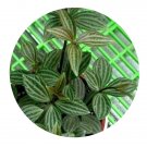 DwarfGiantFarm 100Pcs A Set Rare Peperomia puteolata Seed ProQgf