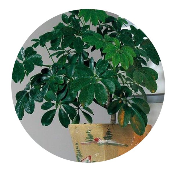 DwarfGiantFarm 100Pcs A Set Schefflera octophylla Seed  ProQgf