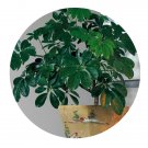 DwarfGiantFarm 100Pcs A Set Schefflera octophylla Seed  ProQgf