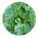 DwarfGiantFarm 100Pcs A Set Polyscias guifoylei Bailey Seed  ProQgf