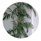 DwarfGiantFarm 100Pcs A Set Pritchardia gaudichaudii Seed   ProQgf