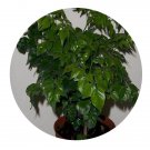 DwarfGiantFarm 100Pcs A Set Radermachera sinica Seed  ProQgf