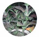 DwarfGiantFarm 100Pcs A Set Red Fittonia Seed ProQgf