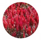 DwarfGiantFarm 800Pcs A Set Amaranthus hypochondriacus Seed ProQgf