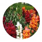 DwarfGiantFarm 800Pcs A Set Antirrhinum majus Seed ProQgf