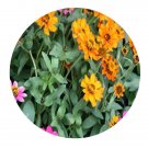 DwarfGiantFarm 800Pcs A Set Zinnia angustifolia Seed ProQgf