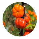 DwarfGiantFarm 800Pcs A Set Solanum spirale Seed ProQgf