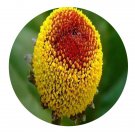 DwarfGiantFarm 800Pcs A Set Spilanthes oleracea Seed ProQgf