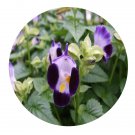 DwarfGiantFarm 800Pcs A Set Torenia fournieri Seed  ProQgf
