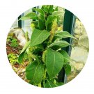 DwarfGiantFarm 800Pcs A Set Verbascum thapsus Seed  ProQgf