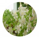 DwarfGiantFarm 800Pcs A Set Schizanthus pinnatus Seed ProQgf