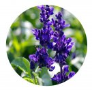 DwarfGiantFarm 800Pcs A Set farinacea Seed  ProQgf
