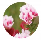 DwarfGiantFarm 800Pcs A Set Godetia amoena Don Seed   ProQgf
