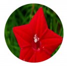 DwarfGiantFarm 800Pcs A Set Ipomoea quamoclit Seed   ProQgf