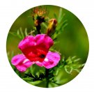 DwarfGiantFarm 800Pcs A Set Incarvillea sinensis Seed ProQgf