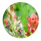 DwarfGiantFarm 800Pcs A Set Indigofera spicata Seed ProQgf