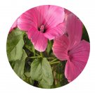 DwarfGiantFarm 800Pcs A Set Lavatera trimestris Seed ProQgf