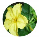 DwarfGiantFarm 800Pcs A Set Mirabilis jalapa Linn Seed ProQgf