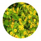DwarfGiantFarm 800Pcs A Set Melampodium Lemon Delight Seed ProQgf