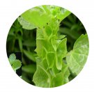 DwarfGiantFarm 800Pcs A Set Molucella laevis Seed  ProQgf