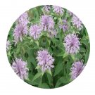 DwarfGiantFarm 800Pcs A Set Monarda didyma Seed  ProQgf