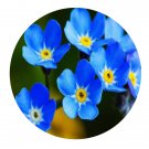 DwarfGiantFarm 800Pcs A Set Myosotis sylvatica Seed ProQgf