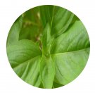DwarfGiantFarm 800Pcs A Set Ocimum basilicum pilosum Seed ProQgf