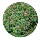 DwarfGiantFarm 800Pcs A Set Monarda didyma  Seed ProQgf