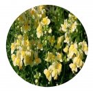 DwarfGiantFarm 800Pcs A Set Linaria maroccana Seed ProQgf