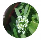 DwarfGiantFarm 800Pcs A Set Lobularia maritima Seed ProQgf