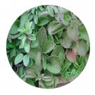 DwarfGiantFarm 800Pcs A Set Organum vulgare Seed ProQgf