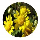 DwarfGiantFarm 800Pcs A Set Perennial chamomile Seed ProQgf