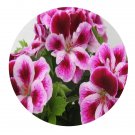 DwarfGiantFarm 800Pcs A Set Pelargonium hortorum Seed ProQgf