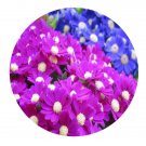 DwarfGiantFarm 800Pcs A Set Pericallis hybrida Seed ProQgf