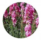 DwarfGiantFarm 800Pcs A Set Matthiola incana Seed ProQgf