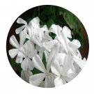 DwarfGiantFarm 800Pcs A Set Plumbago zeylanica Seed ProQgf