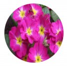 DwarfGiantFarm 800Pcs A Set Primula obcoica Seed  ProQgf