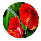 DwarfGiantFarm 800Pcs A Set Portulaca grandiflora Hook Seed ProQgf
